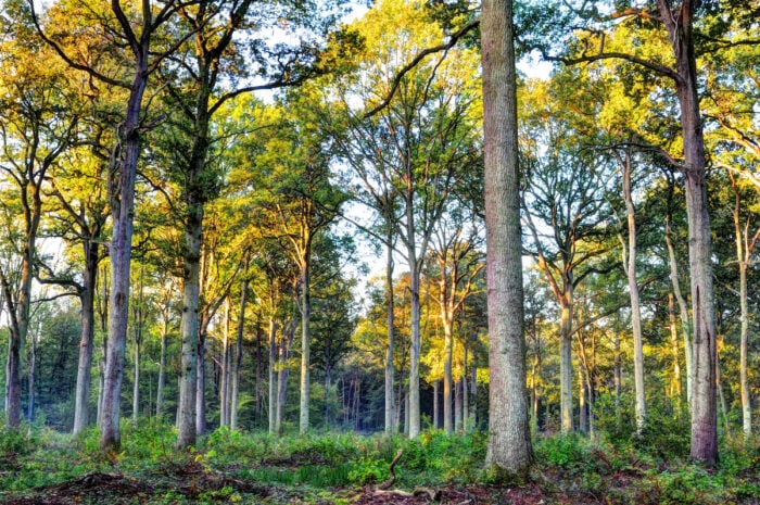 balades en forêt en automne pendant une cure thermale