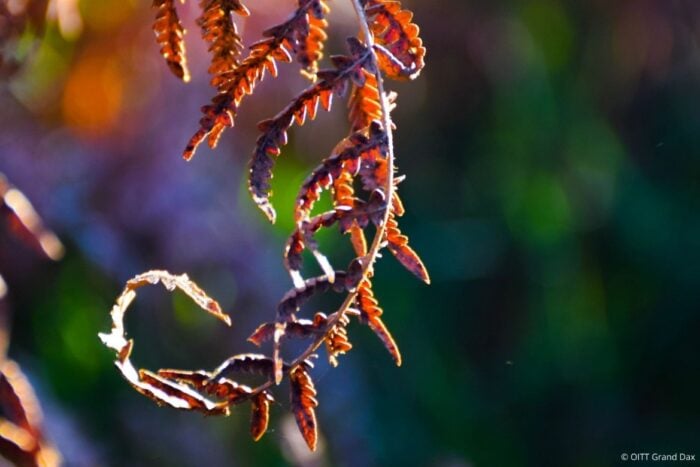 Couleurs d'automne dans le Grand Dax © OITT Grand Dax