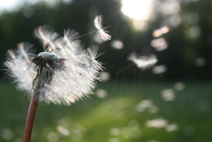 Graines de pissenlit qui s'envolent pour illustrer un pic pollinique