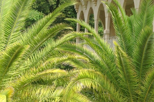 Cure thermale Amélie-les-Bains - Les palmiers en façade des thermes