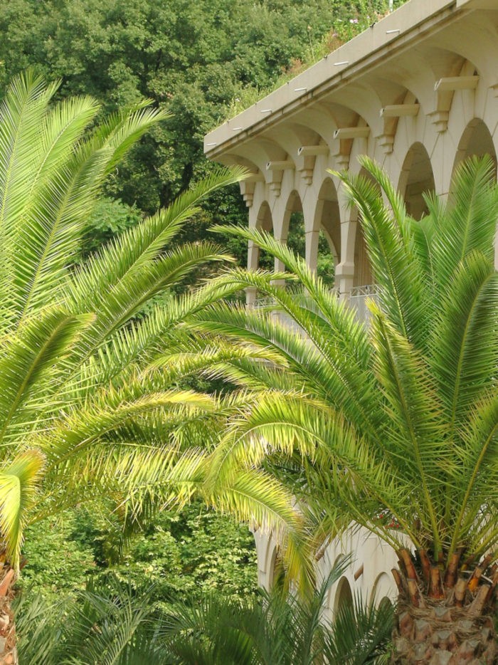 Cure thermale Amélie-les-Bains - Les palmiers en façade des thermes