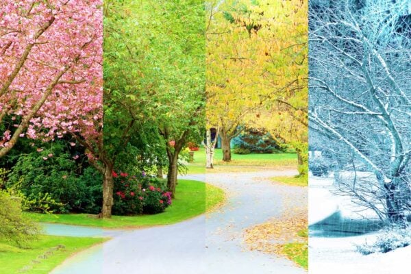 4 saisons arbre