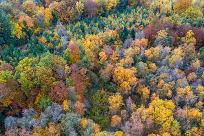 forêt du Morvan vu du ciel en automne