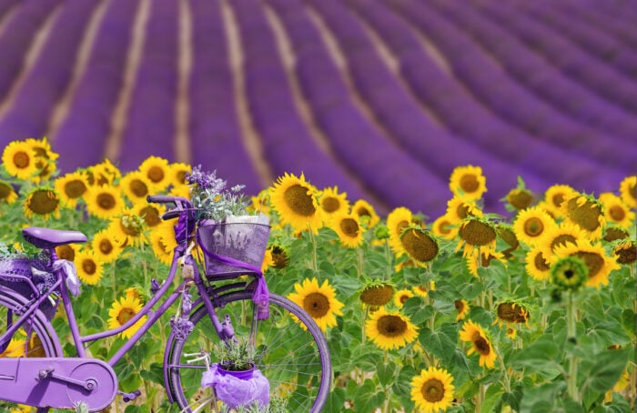 vélo devant un champ de lavande en Provence
