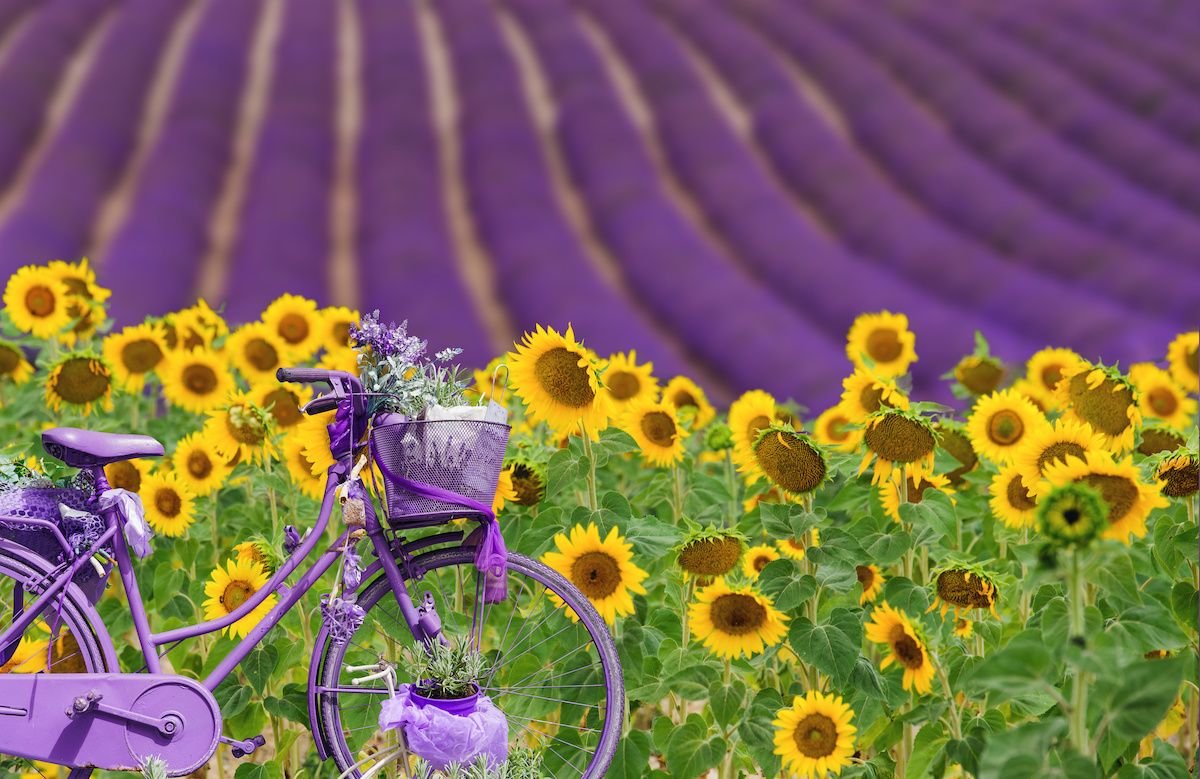 vélo devant un champ de lavande en Provence