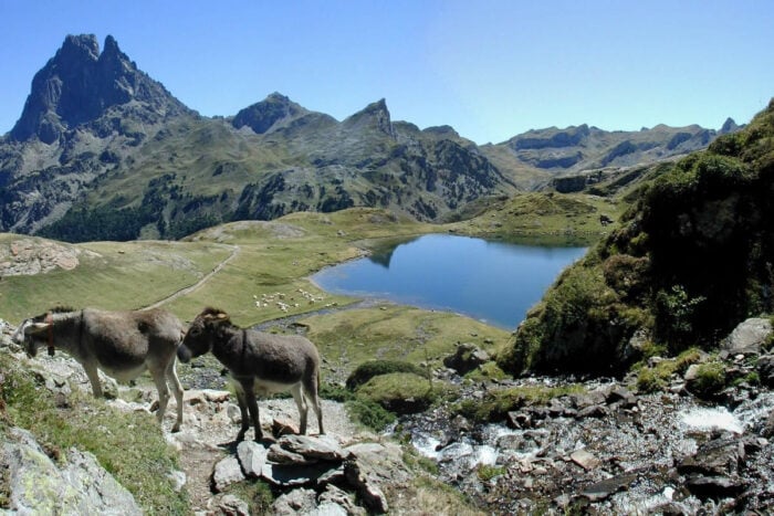 Anes devant le lac d'Ayous