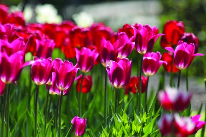 champs de tulipes, fleur typique de la Bourgogne